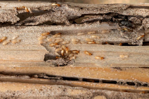 Pest Control for Restaurants in Compton, CA